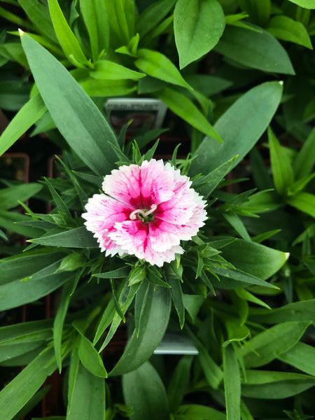 Dianthus Ideal White Fire