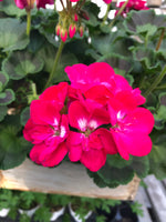 Geranium Mounding Calliope Hot Rose Medium