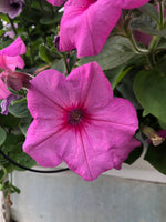 Petunias Easy Wave Pink Passion