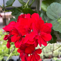 Geranium Ivy Royal Brilliant Red