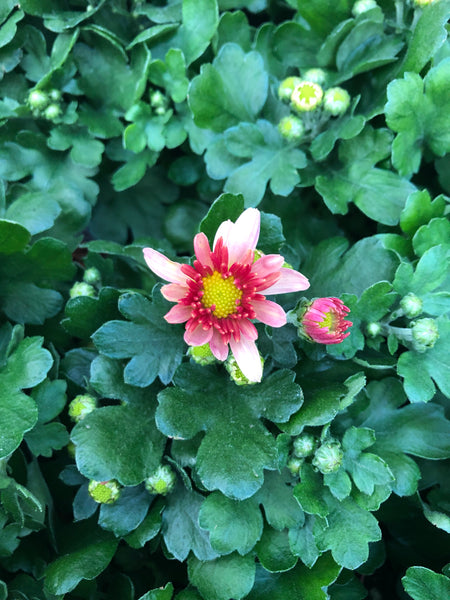 Hardy Garden Mum Chelsey Coral