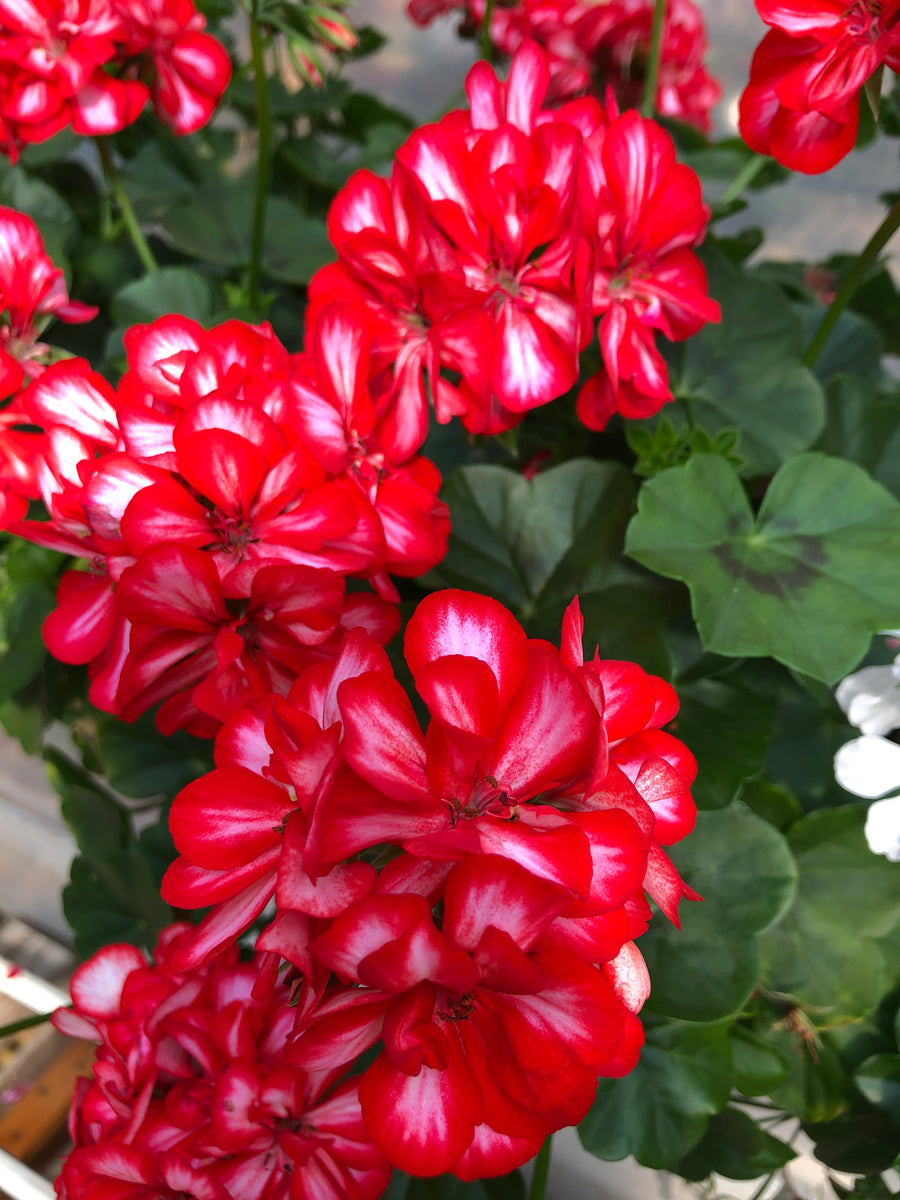 Geranium Ivy Royal Sweet Candy – The Greenery Garden Centre