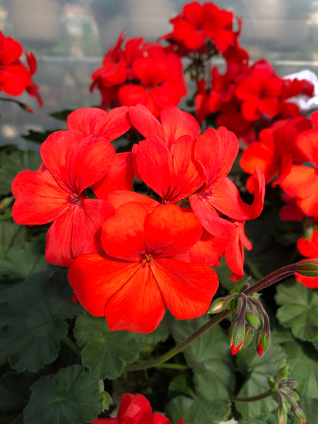 Geranium Mounding Caliente Orange