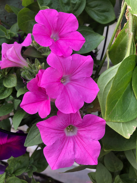 Petunias Wave Pink