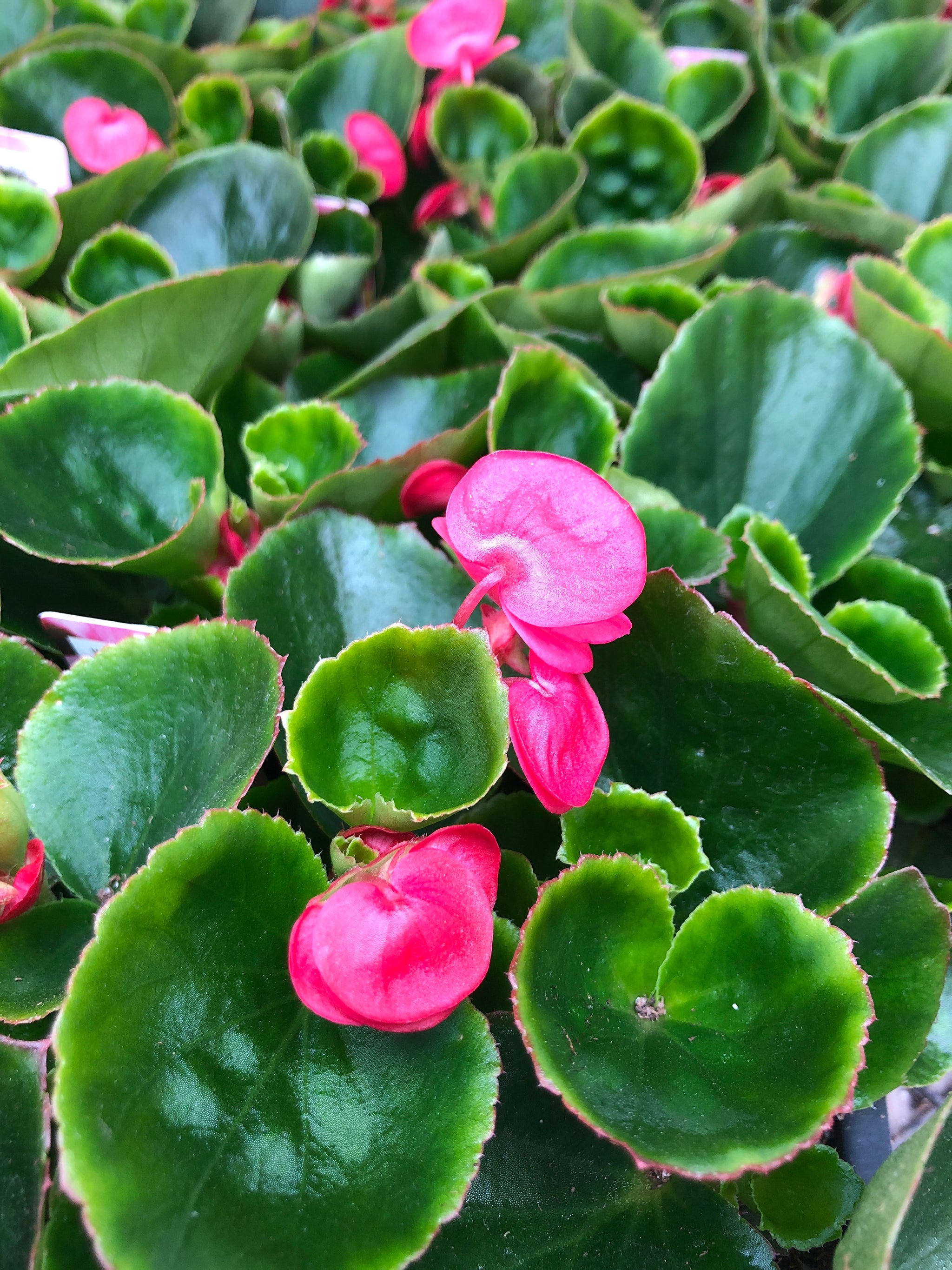 Annual Flowers & Plants | The Greenery Garden Centre in Kelowna