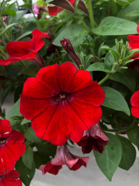 Petunias Dekko Red