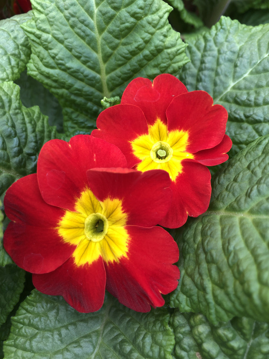 Primula Red – The Greenery Garden Centre