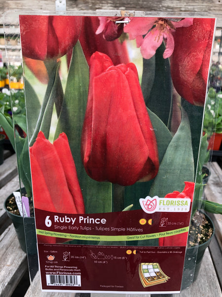 Tulips Ruby Prince