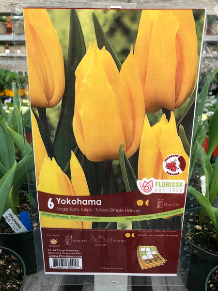 Tulips Yokohama