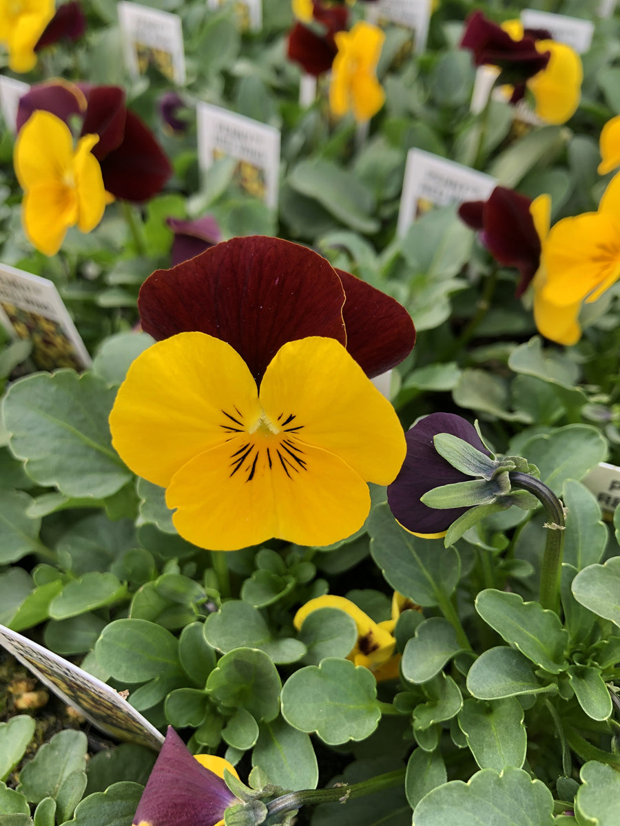 Violas Penny Red Wing – The Greenery Garden Centre