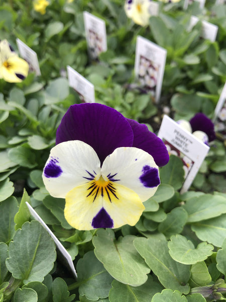Violas Penny White Jump-Up 4 Pack