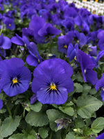 Violas Sorbet True Blue